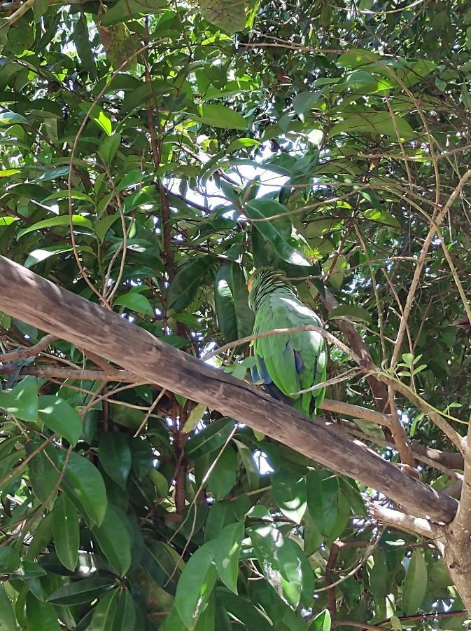Pousada Quintal Dos Sonhos Xando Caraíva Dış mekan fotoğraf